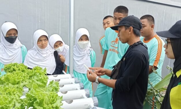 Budidaya Tanaman Hidroponik